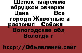 Щенок  маремма абруцкой овчарки › Цена ­ 50 000 - Все города Животные и растения » Собаки   . Вологодская обл.,Вологда г.